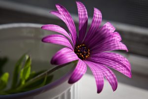 beautiful flower purple