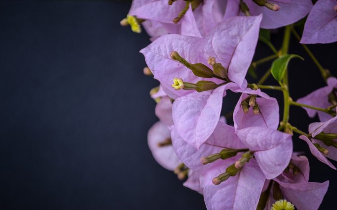 beautiful flowers bougainvillea