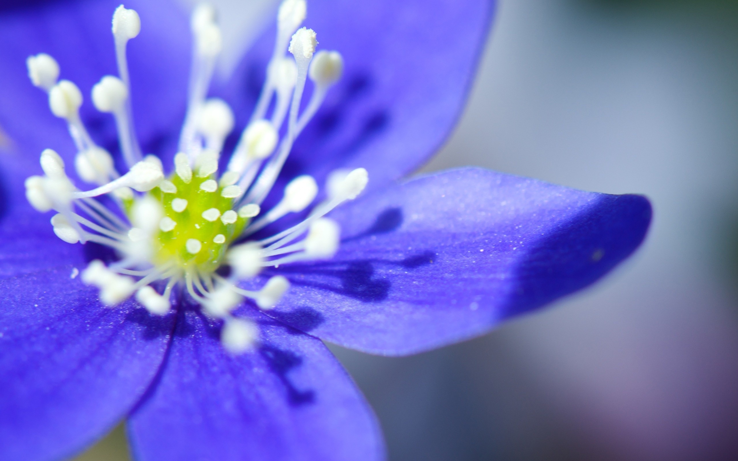 beautiful flowers purple - HD Desktop Wallpapers | 4k HD