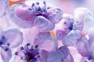 beautiful flowers violet