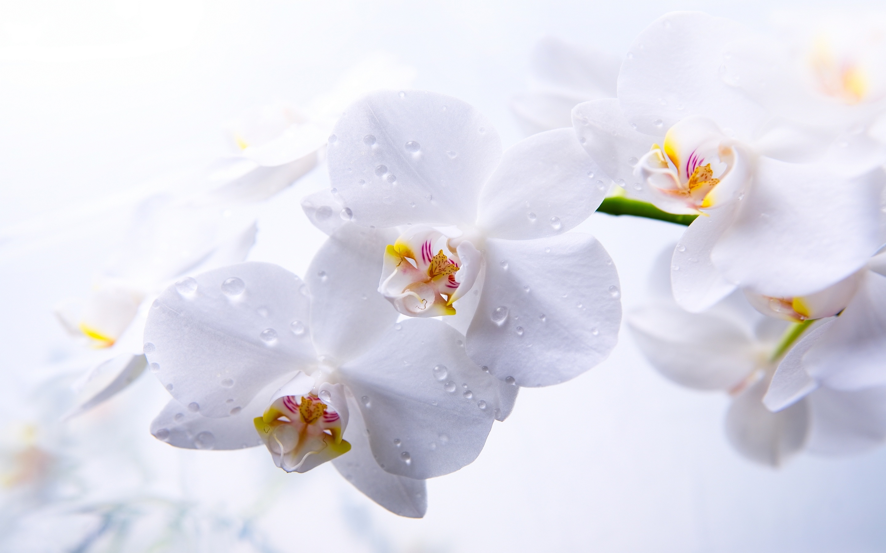beautiful orchids wallpapers