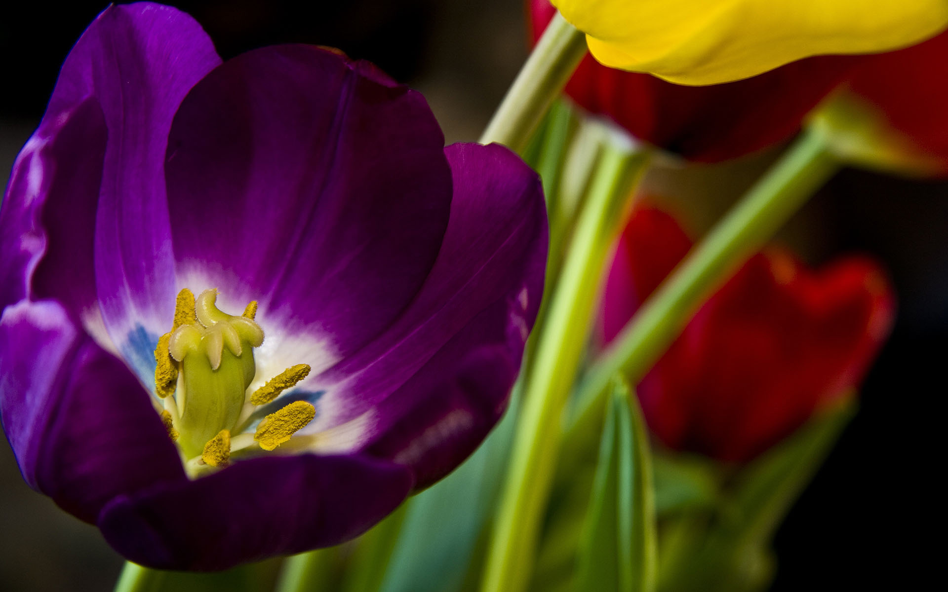 beautiful pictures of tulip flowers