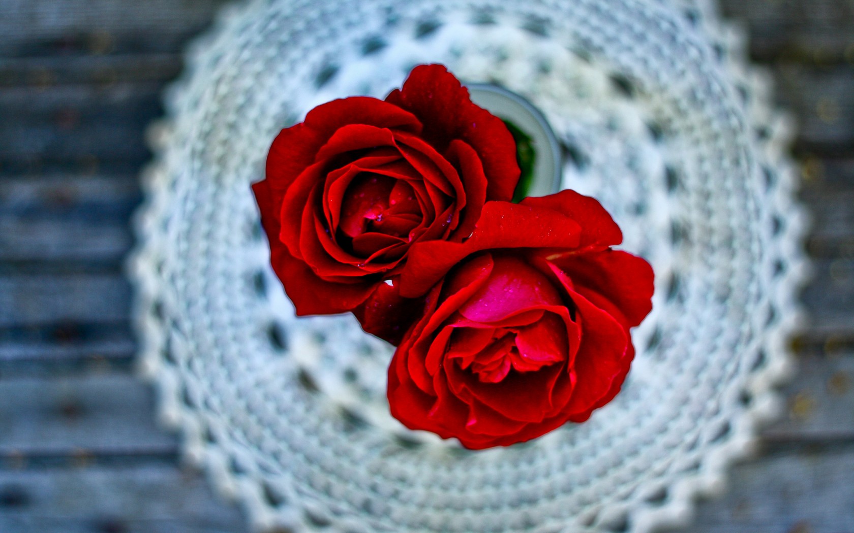beautiful red rose wallpaper download
