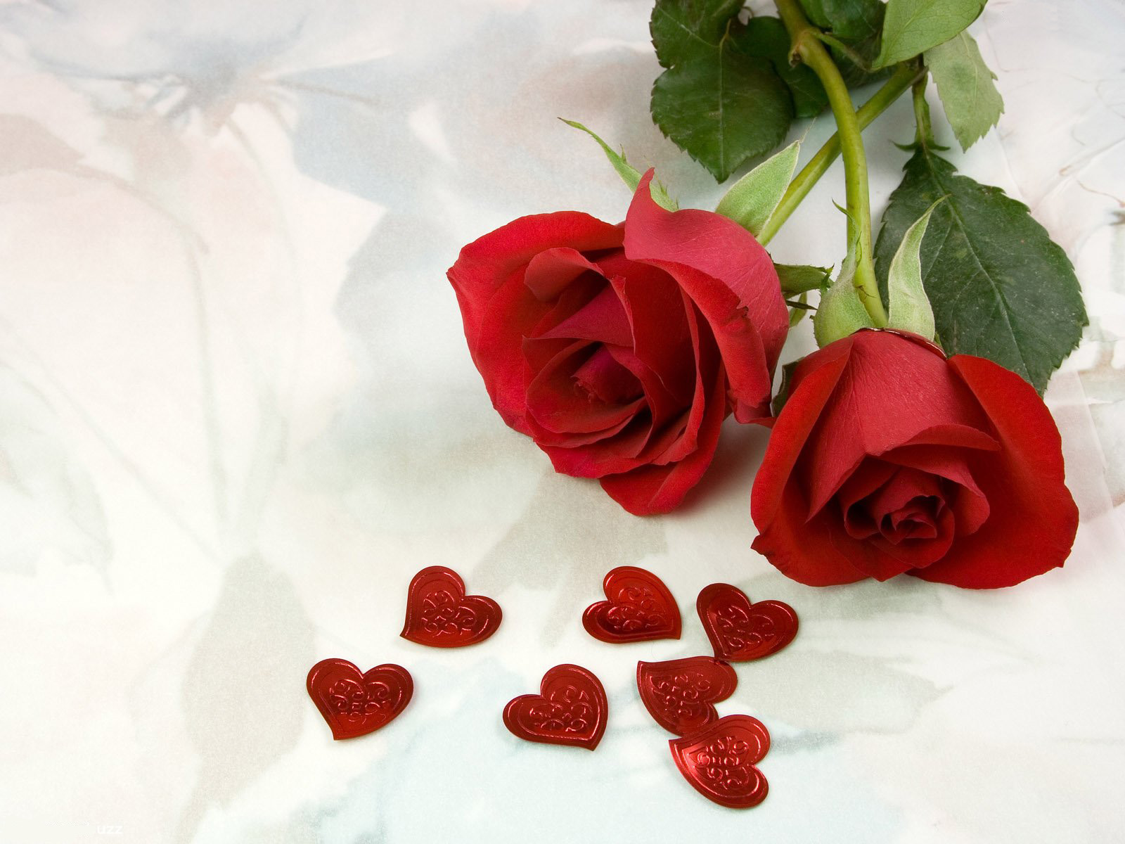 beautiful red roses wallpapers
