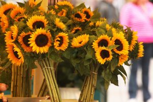 beautiful sunflower images