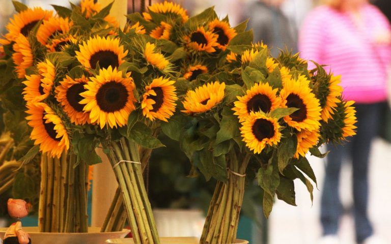 Beautiful Sunflower Images Hd Desktop Wallpapers 4k Hd