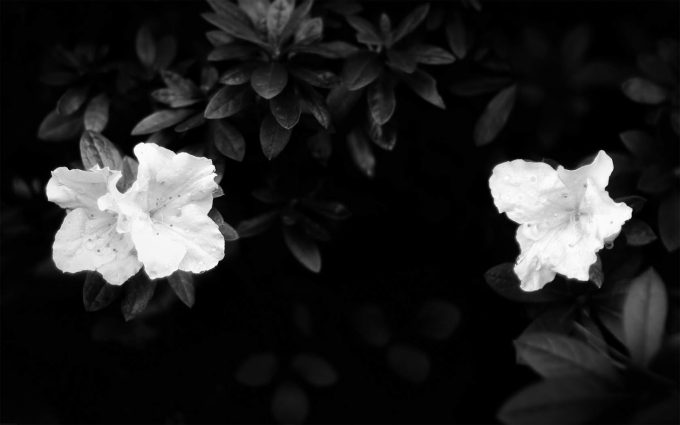 black and white flowers A3