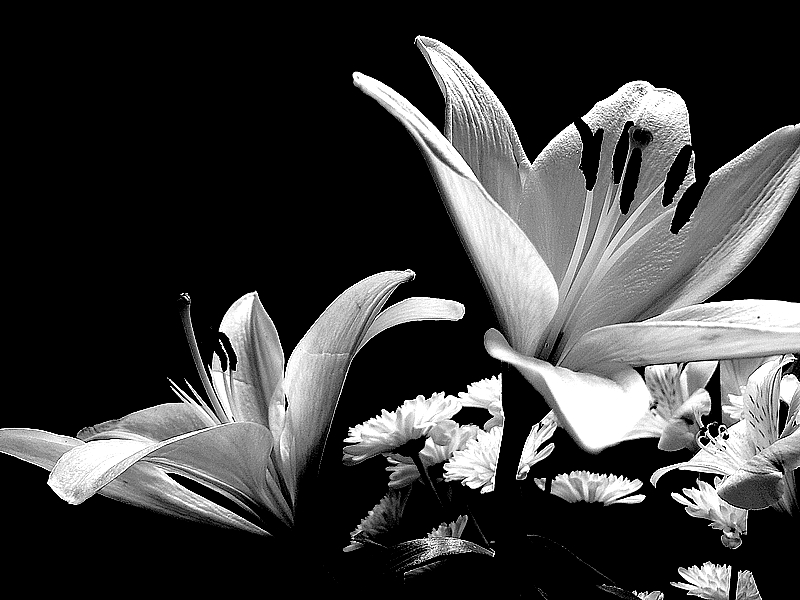 black and white flowers photos
