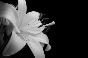 black and white photos of flowers free