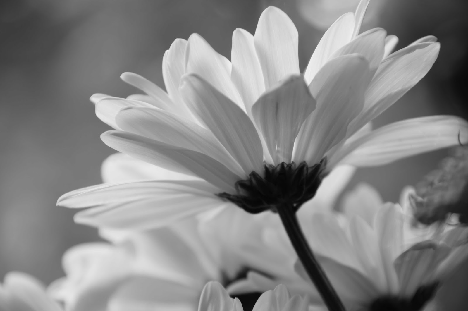 black white daisy