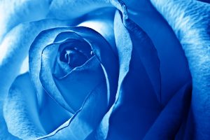 blue flowers 1080p