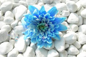 blue flowers cool wallpaper