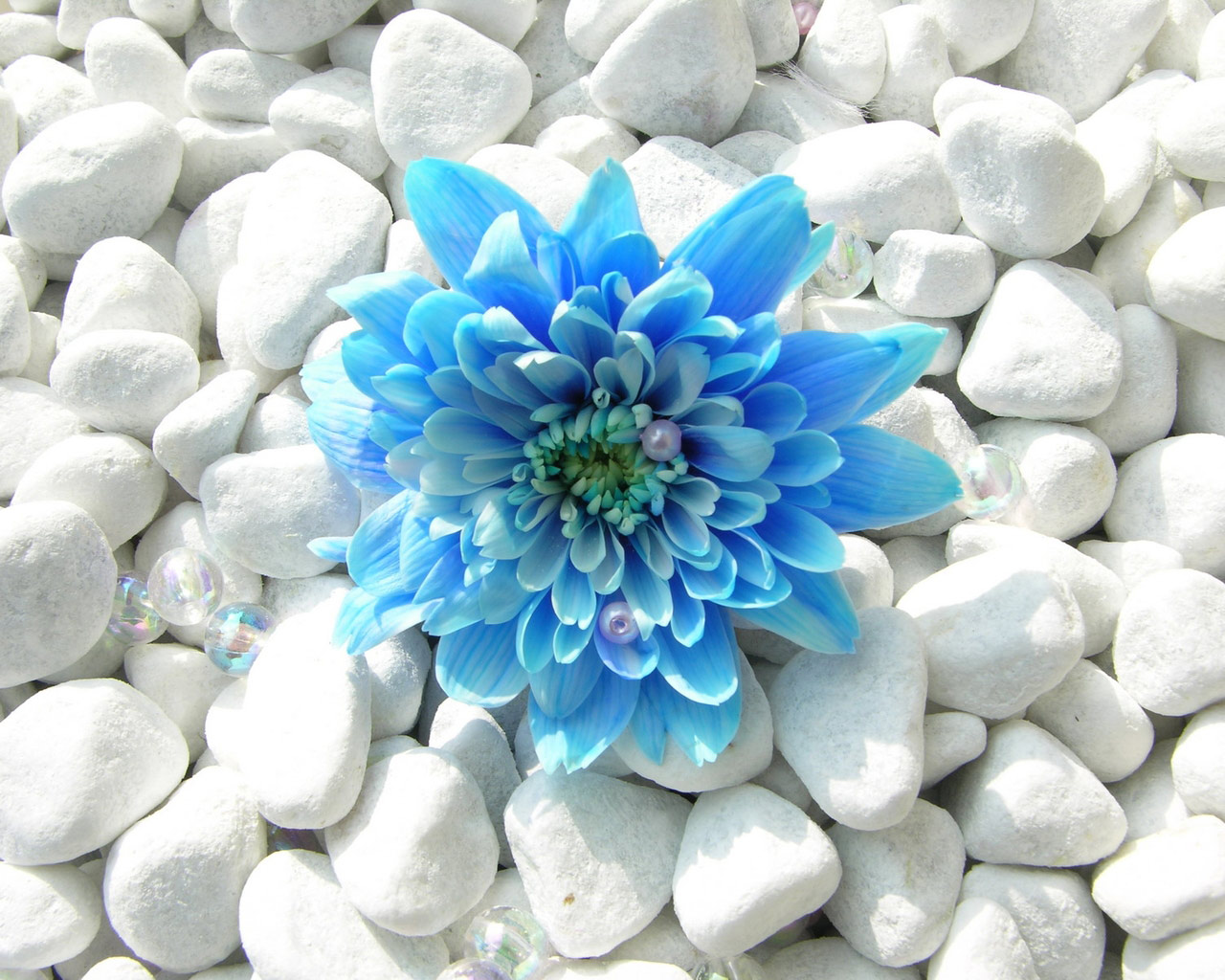 blue flowers cool wallpaper - HD Desktop Wallpapers | 4k HD