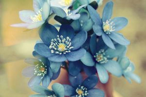 blue flowers desktop