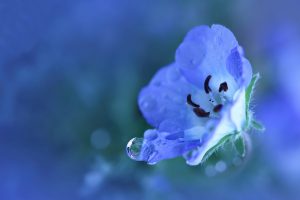 blue flowers hd
