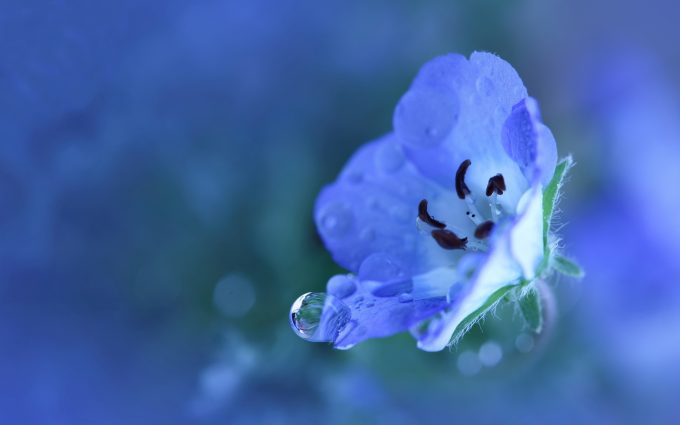 blue flowers hd