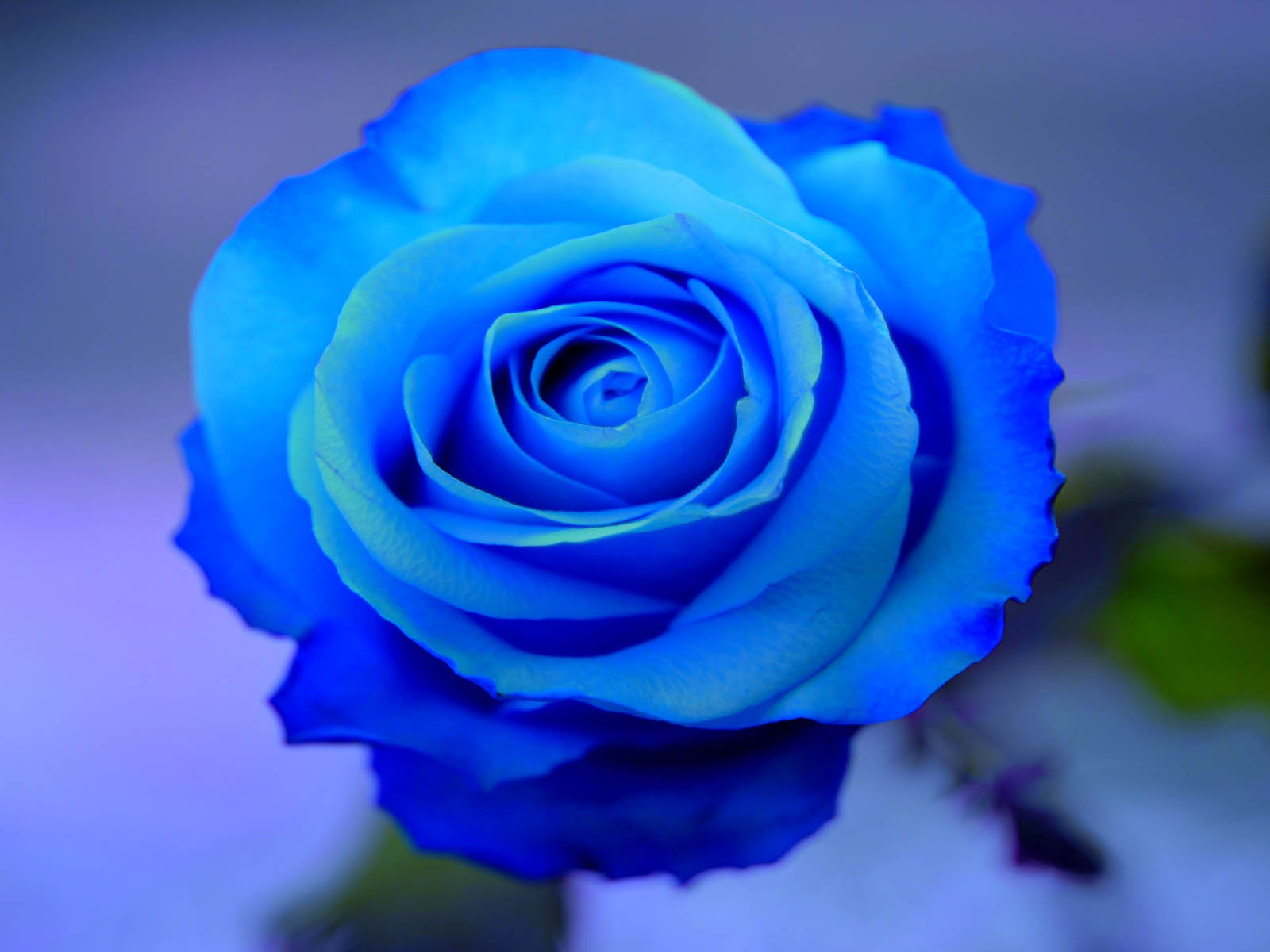 blue rose wallpaper background
