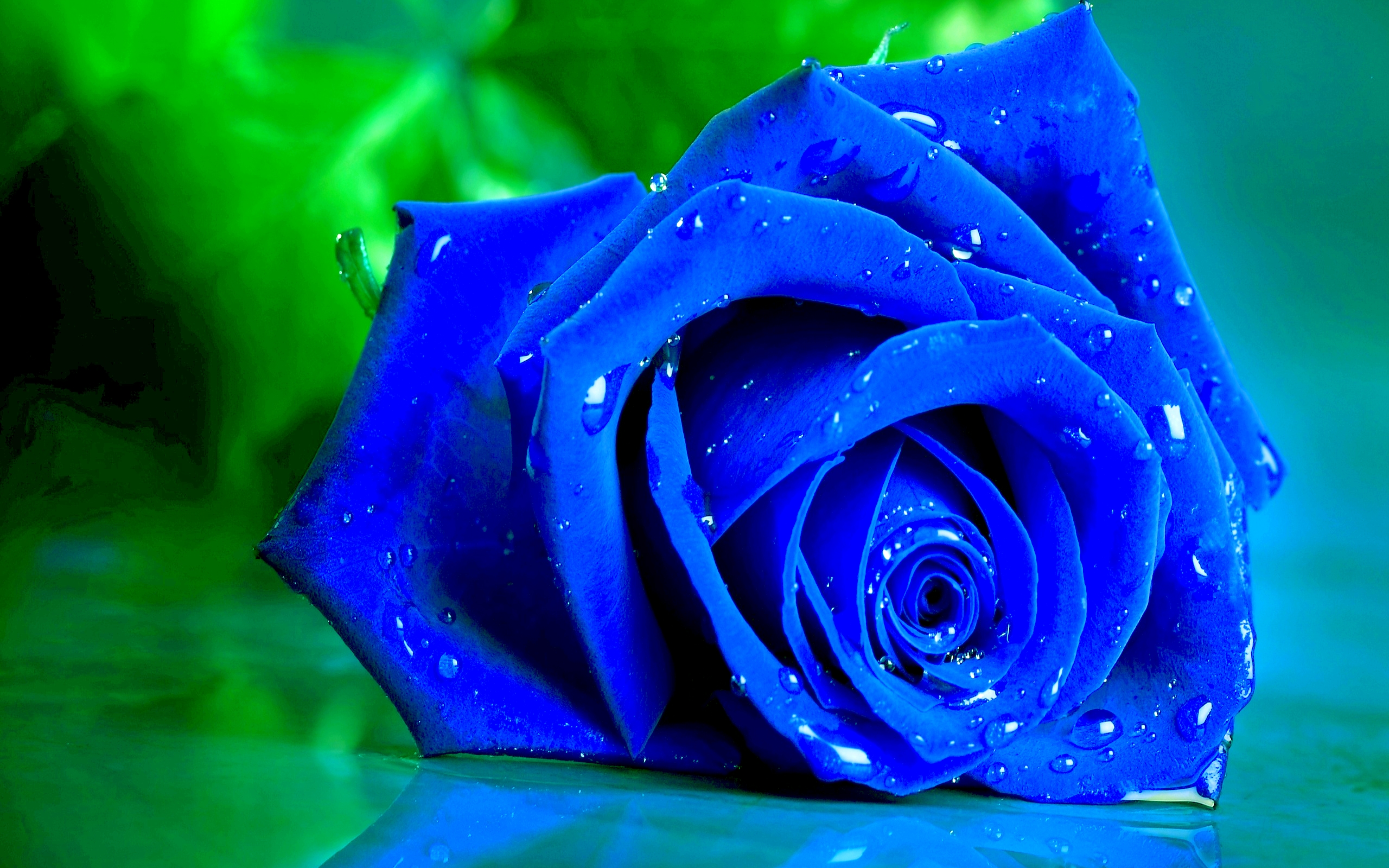 Blue Rose Wide Desktop Background HD Desktop Wallpapers