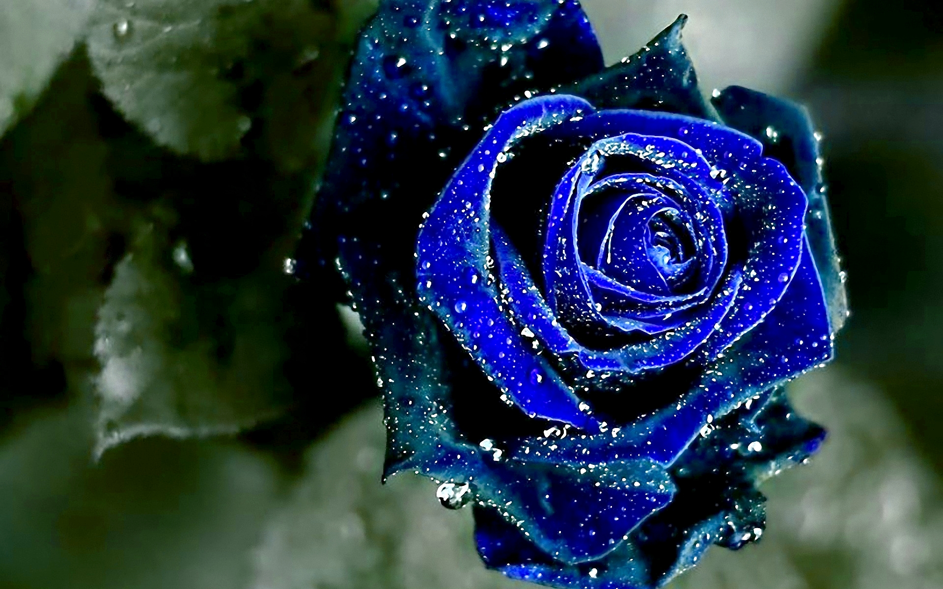 blue rose wallpapers flower
