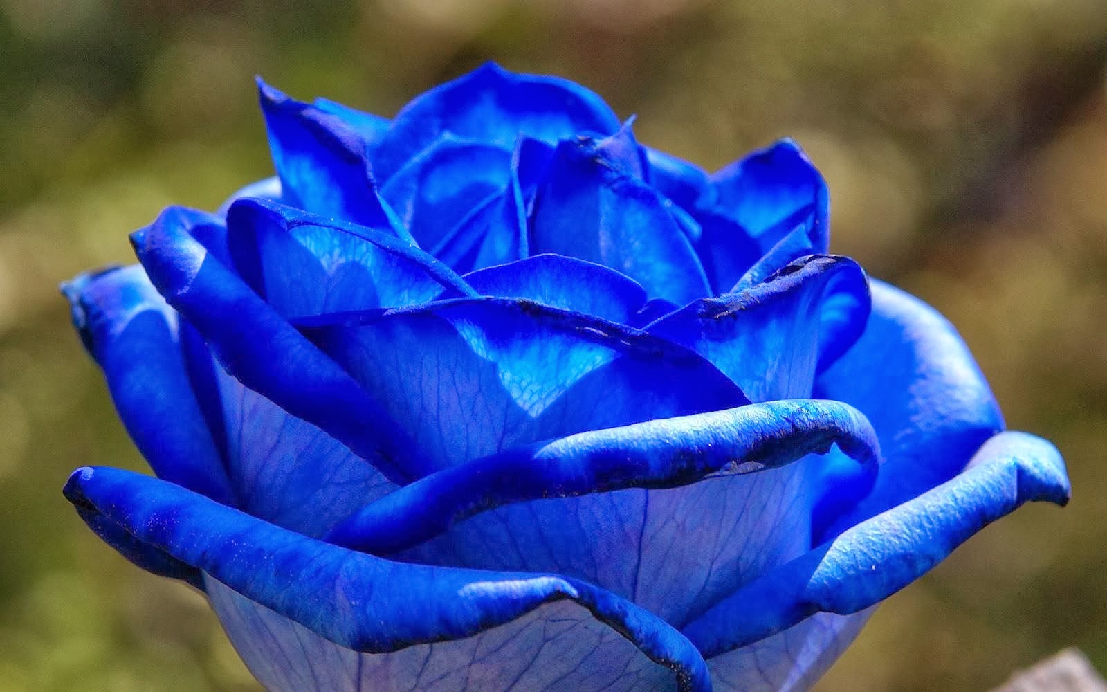 blue rose wallpapers