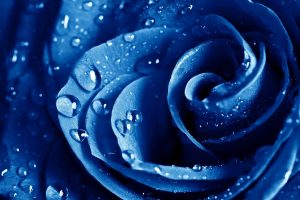 blue roses wallpapers