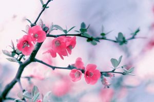 branch pink flowers spring