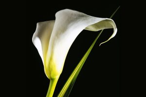 calla lilies images