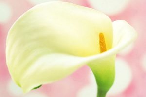 calla lilies pictures