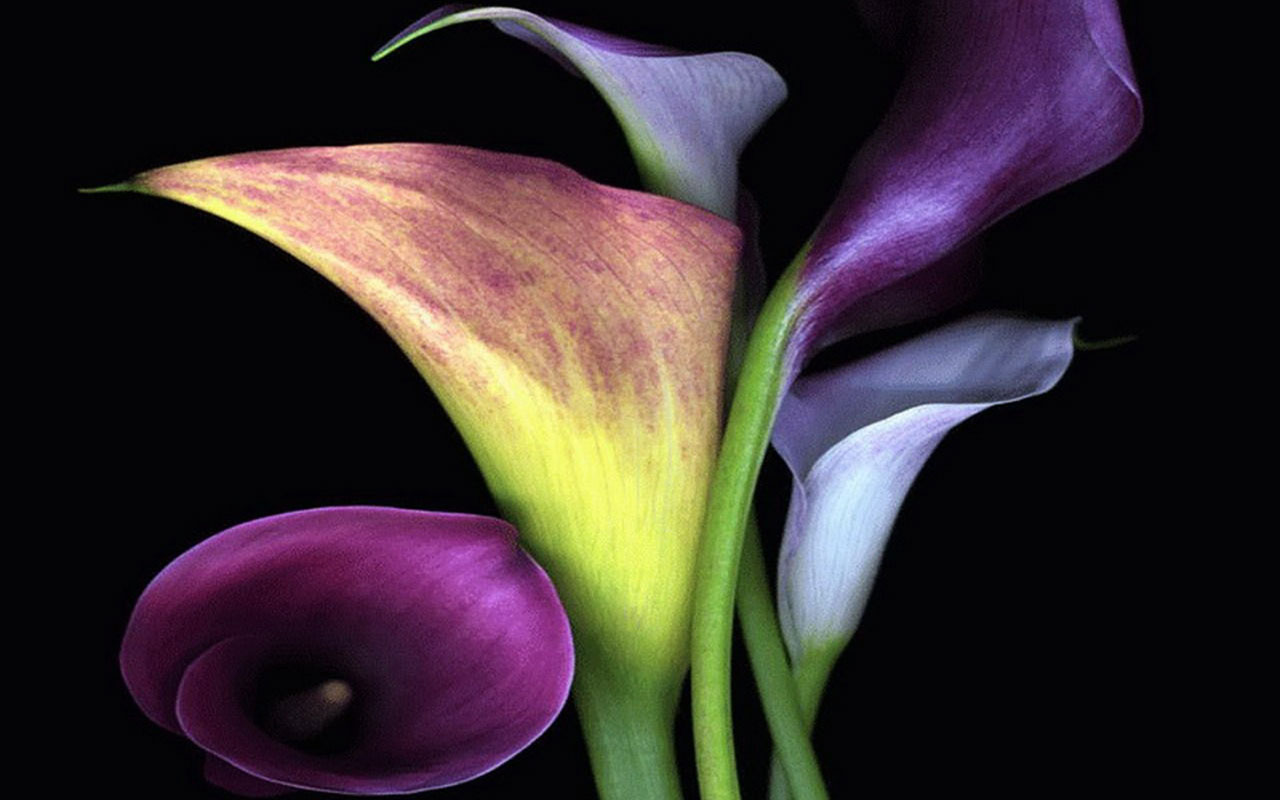 calla lilies wallpaper flowers - HD Desktop Wallpapers | 4k HD