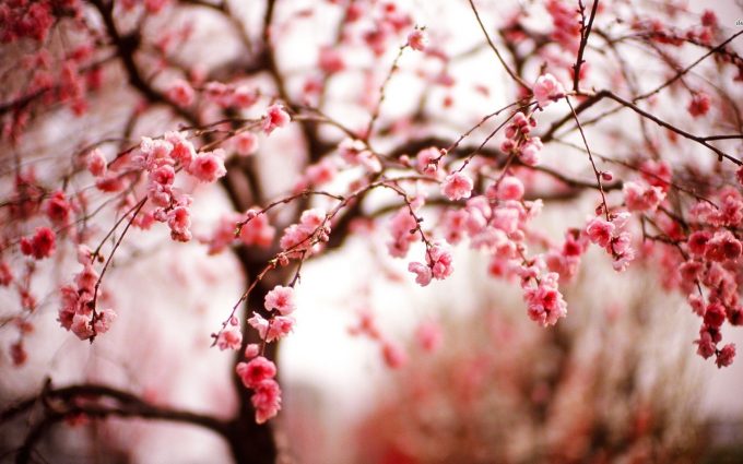 cherry blossom autumn - HD Desktop Wallpapers | 4k HD