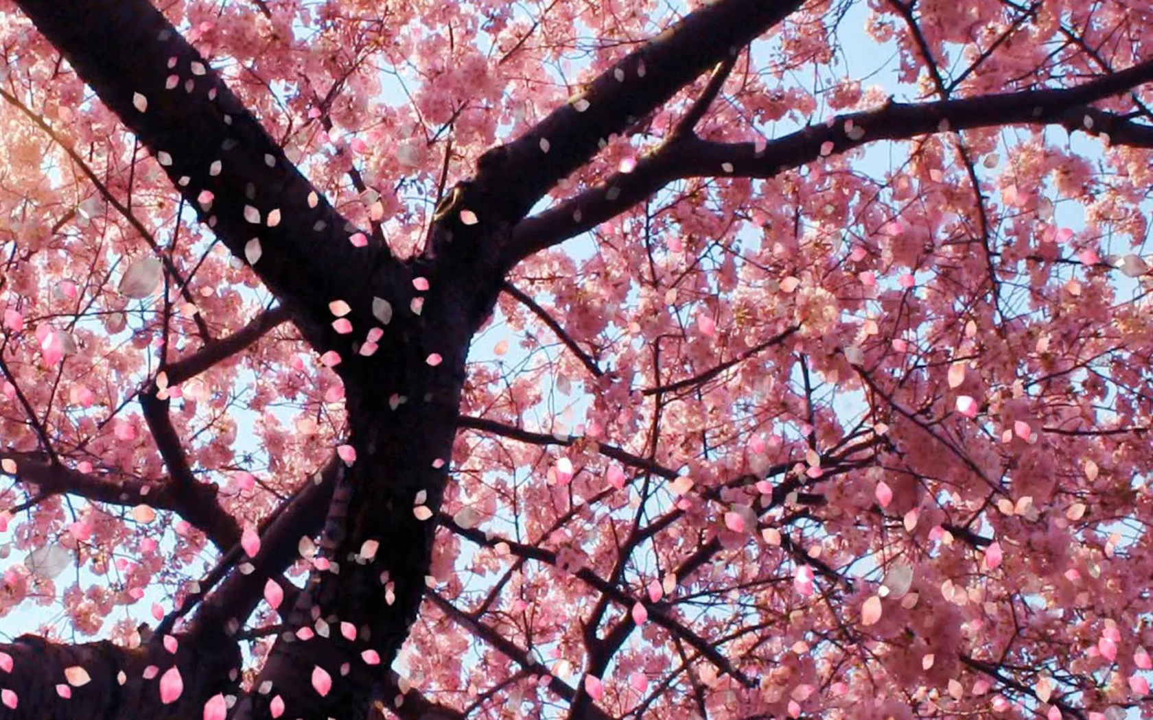 cherry blossom background download