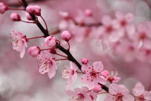 cherry blossom desktop background