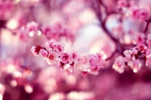 cherry blossom flower A3