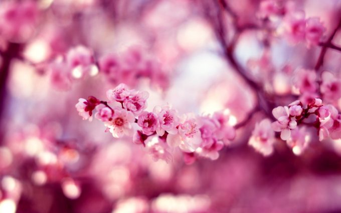 cherry blossom flower A3