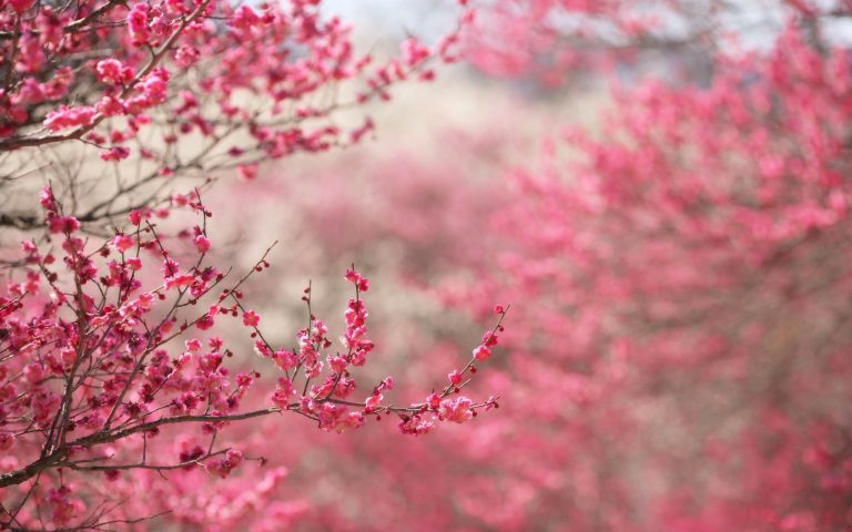 cherry blossom flower A5 - HD Desktop Wallpapers | 4k HD