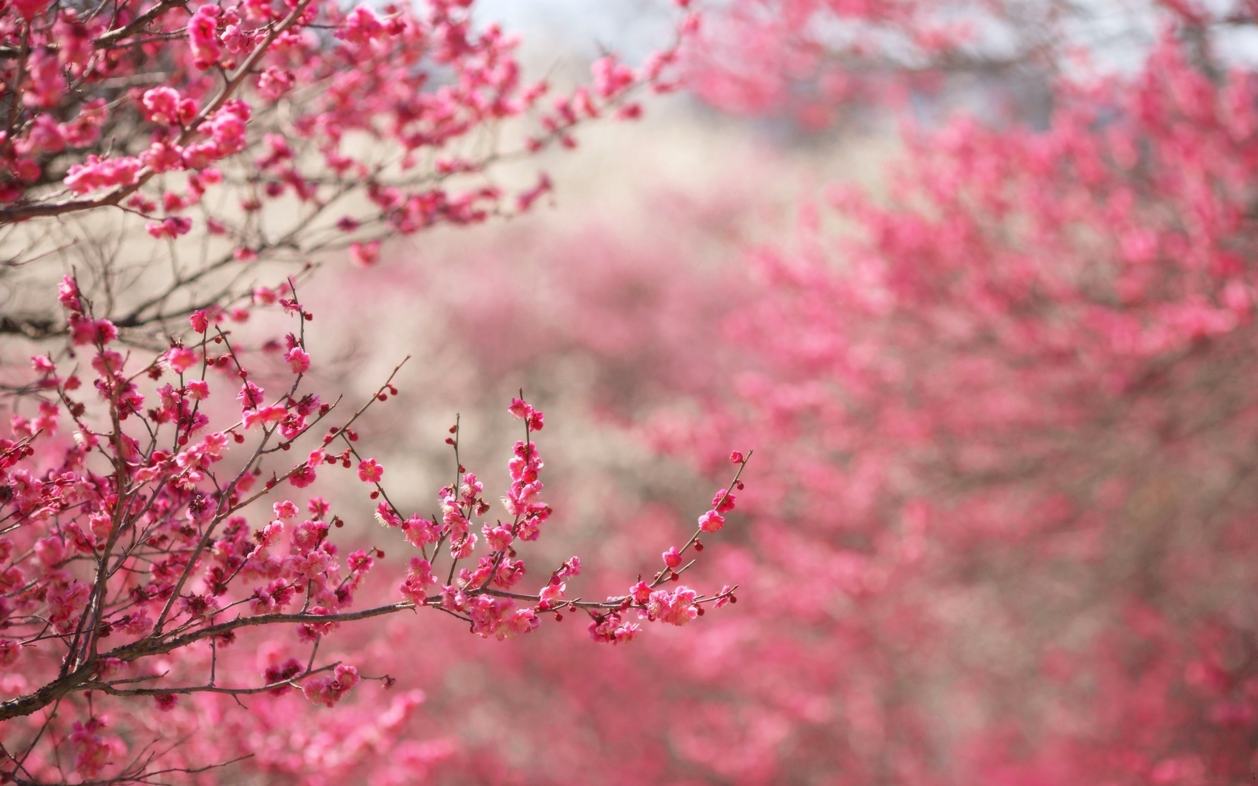 cherry blossom flower A4