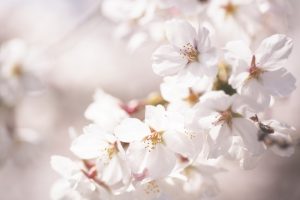 cherry blossom flower A5