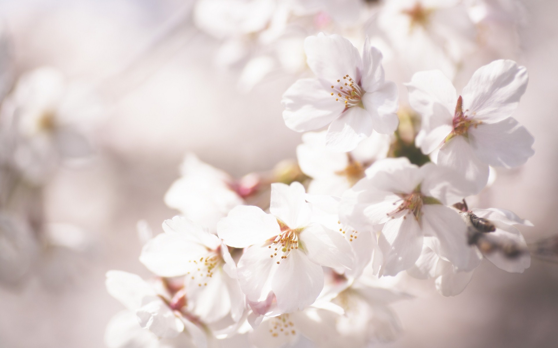 cherry blossom flower A5 - HD Desktop Wallpapers | 4k HD