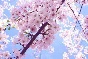 cherry blossom image