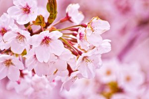 cherry blossom wallpaper hd