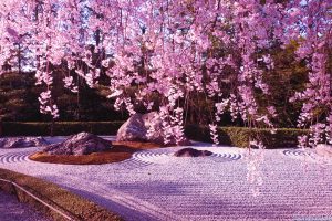cherry blossom wallpapers backgrounds