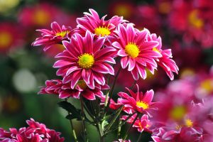 chrysanthemums backgrounds