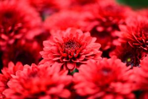 chrysanthemums red