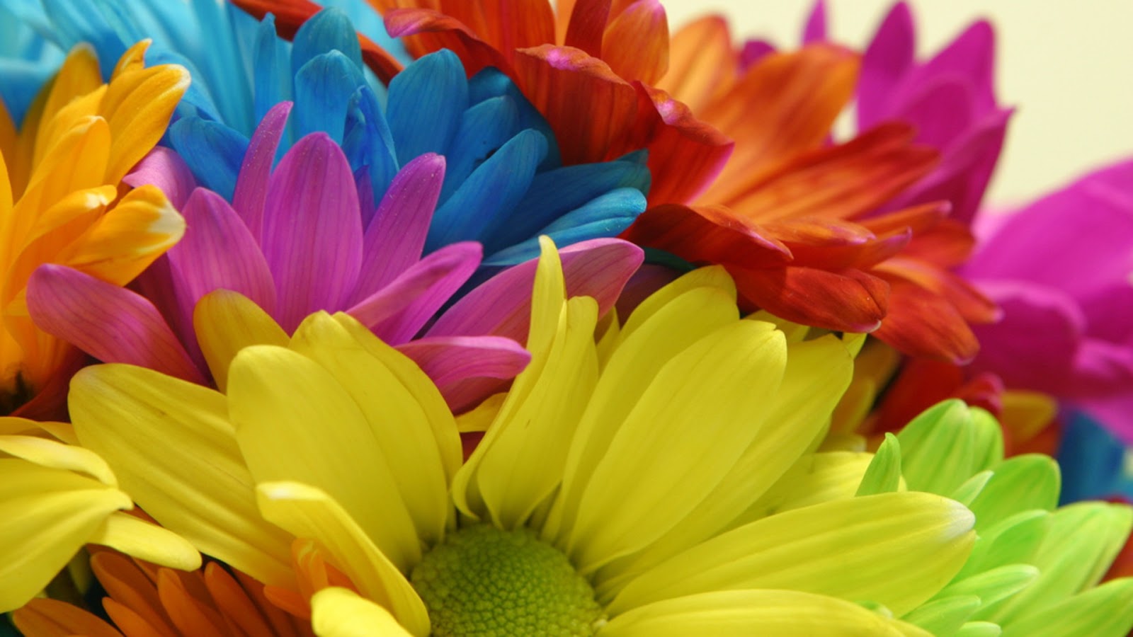 colorful flowers wallpaper - HD Desktop Wallpapers | 4k HD