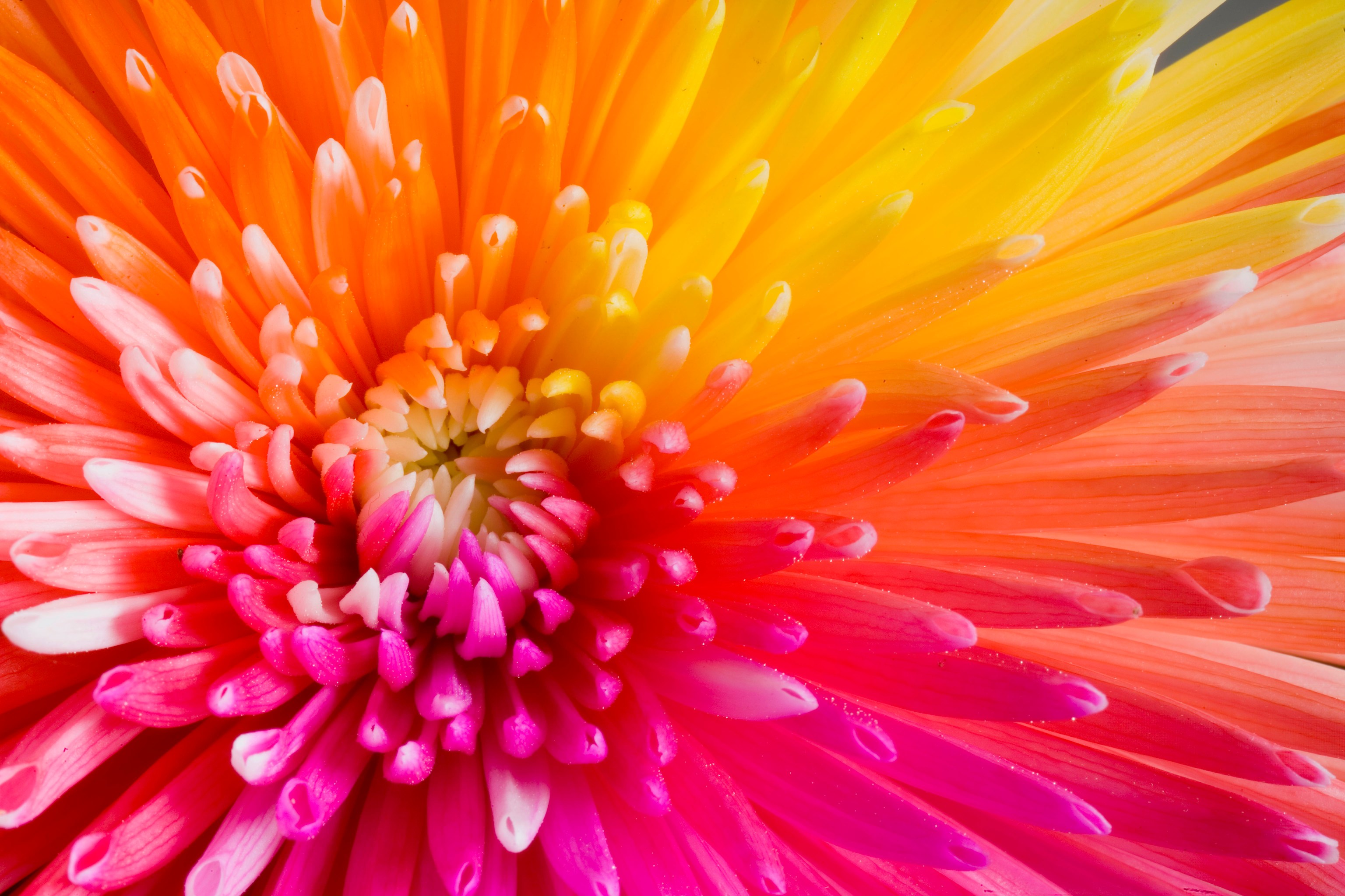 colourful flowers wallpapers