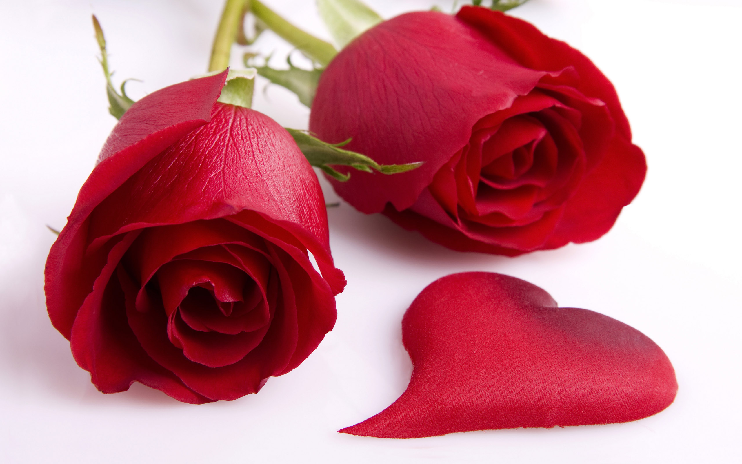 cute red rose wallpapers