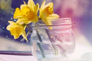 daffodil background
