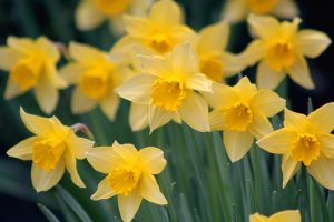 daffodils flower beautiful
