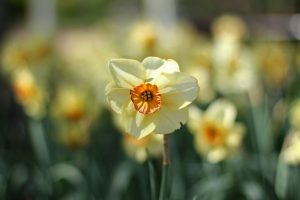 daffodils flower cool