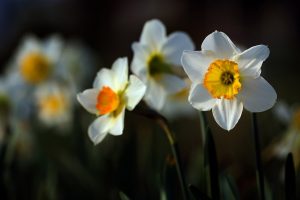 daffodils flower wallpaper 1080p